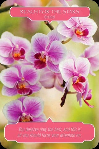 Reik naar de sterren - Orchidee