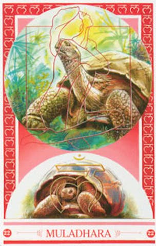 De Schildpad van Muladhara